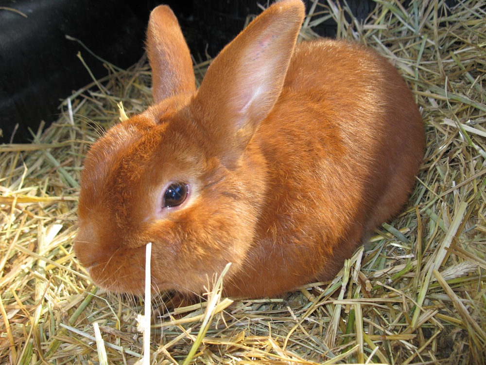 orange rabbit