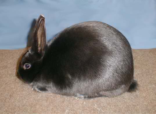 Satin - Different Breeds Of Rabbits